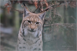 <p>RYS OSTROVID (Lynx lynx) Zoo Děčín</p>